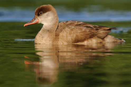 Enten & Gänse