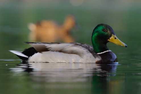 Stockente (Anas platyryhnchos)