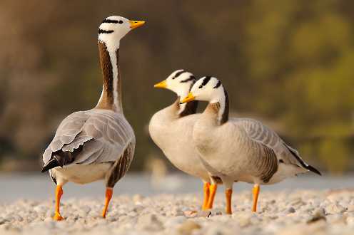 Streifengans (Anser indicus)