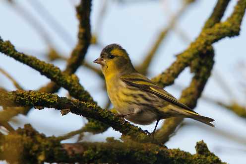 Erlenzeisig (Carduelis spinus)