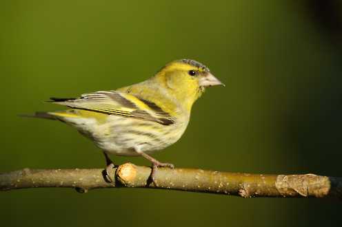 Erlenzeisig (Carduelis spinus)
