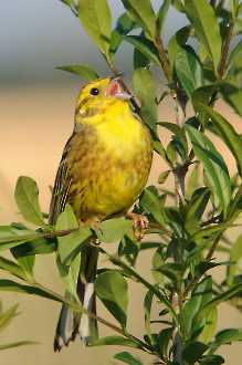 Goldammer (Emberiza citrinella)