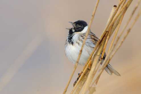 Männliche Rohrammer (Emberiza schoeniclus)