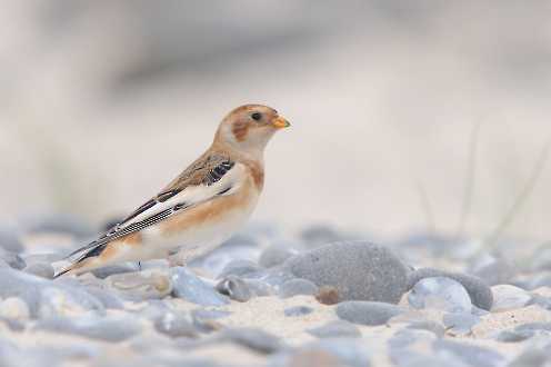 Schneeammer (Plectrophenax nivalis)