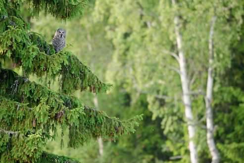 Bartkauz (Strix nebulosa)