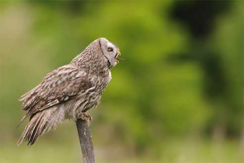 Bartkauz (Strix nebulosa)