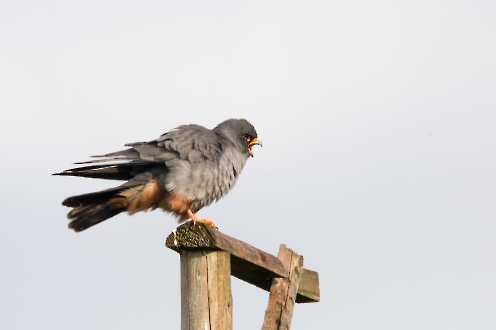 Rotfußfalke (Falco vespertinus)