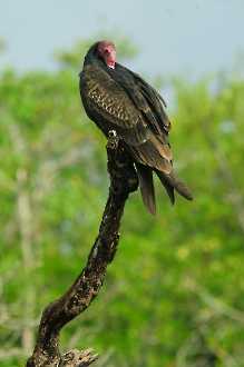 Truthahngeier (Cathartes aura)