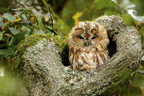 Waldkauz (Strix aluco)