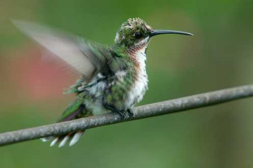 Grünbrustmangokolibri (Anthracothorax prevostii)