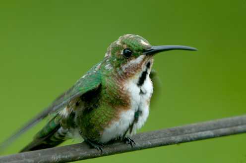 Grünbrustmangokolibri (Anthracothorax prevostii)