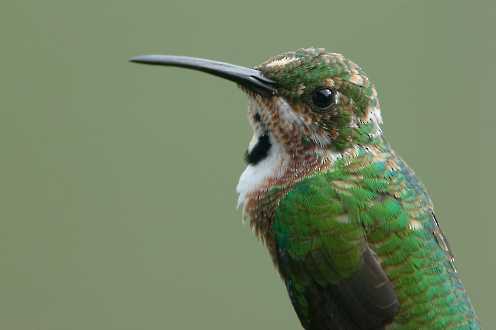 Kolibris