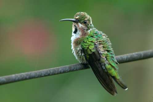 Grünbrustmangokolibri (Anthracothorax prevostii)