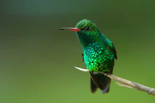 Gabelschwanzkolibri (Chlorostilbon canivetii)