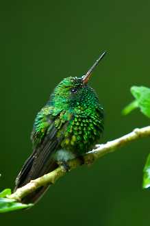 Gabelschwanzkolibri (Chlorostilbon canivetii)