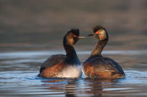 Schwarzhalstaucher (Podiceps nigricollis)