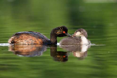 Schwarzhalstaucher (Podiceps nigricollis)