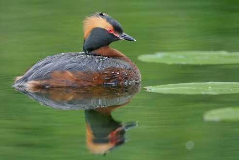 Ohrentaucher (Podiceps auritus)