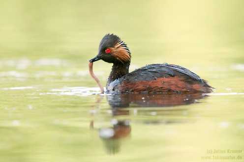 Schwarzhalstaucher (Podiceps nigricollis)