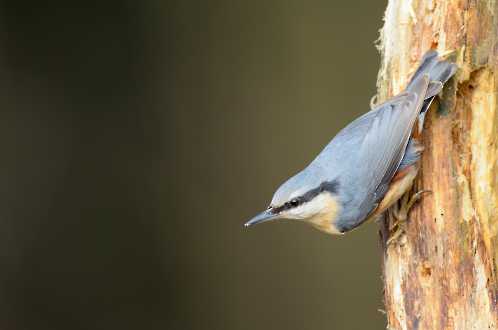 Kleiber (Sitta europaea)