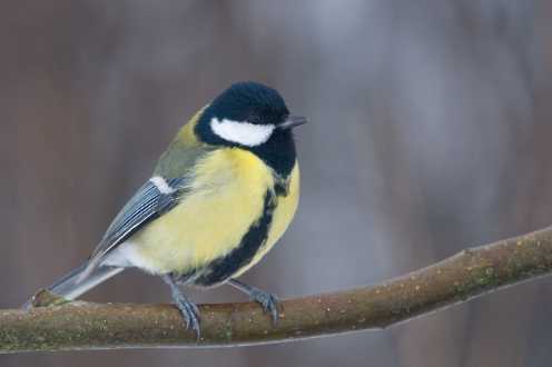 Kohlmeise (Parus ater)