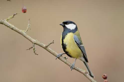 Kohlmeise (Parus ater)
