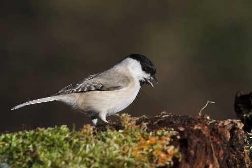 Sumpfmeise (Poecile palustris)
