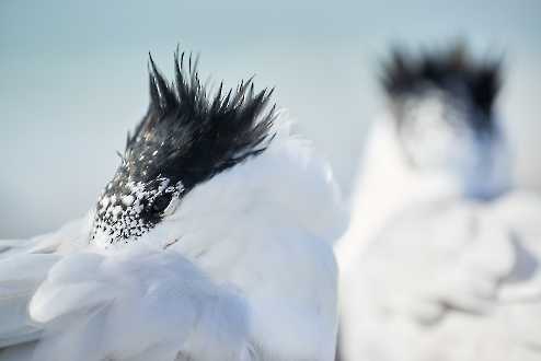 Möwen & Seeschwalben