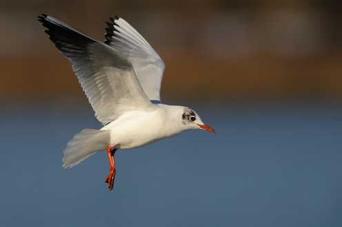 Lachmöwe (Larus ridibundus)