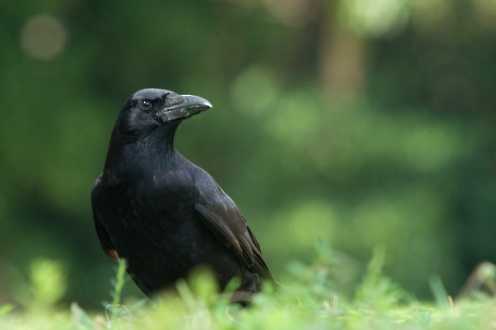 Rabenkrähe (Corvus corone)