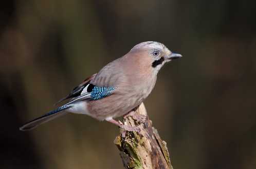 Eichelhäher (Garrulus glandarius)
