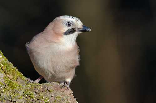 Eichelhäher (Garrulus glandarius)