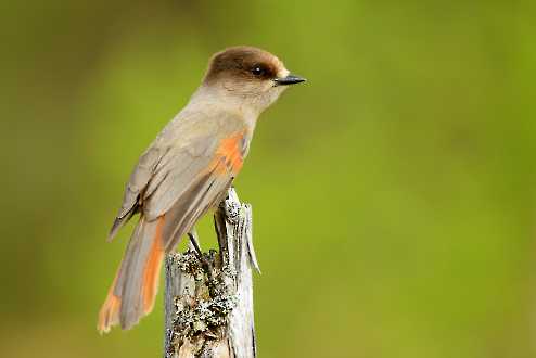 Unglückshäher (Perisoreus infaustus)