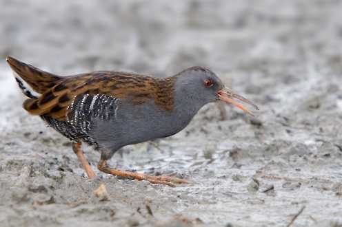 Wasserralle (Rallus aquaticus)