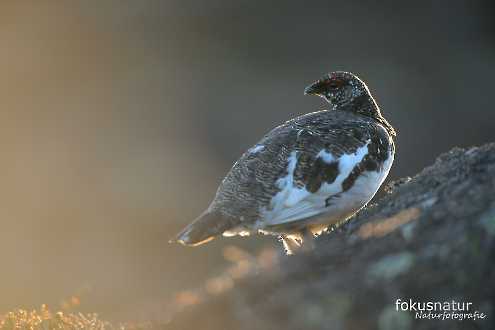 Alpenschneehuhn (Lagopus mutus)