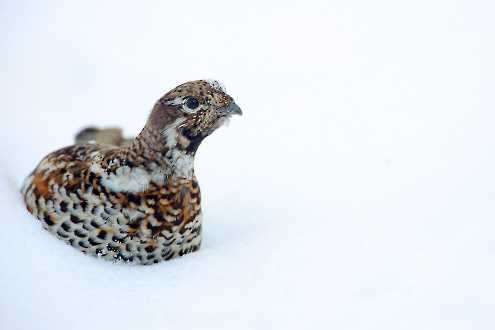 Haselhuhn (Tetrastes bonasia)