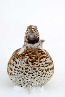 Haselhuhn (Tetrastes bonasia)