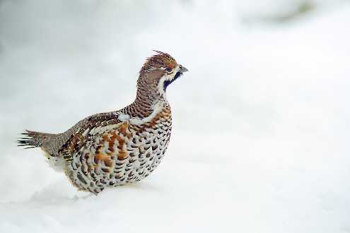Haselhuhn (Tetrastes bonasia)