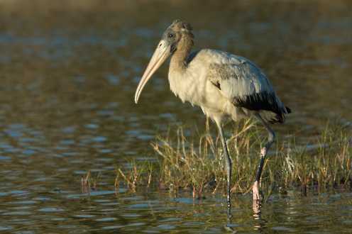 Waldstorch (Mycteria americana)