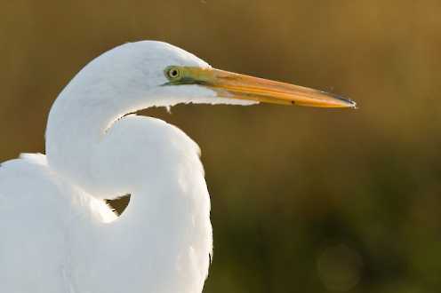 Silberreiher (Egretta alba)