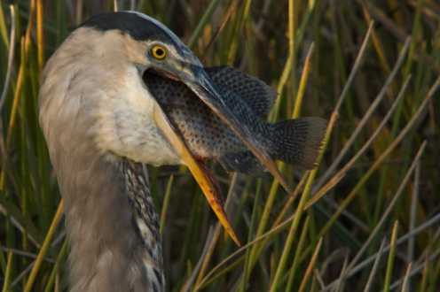 Kanadareiher (Ardea herodias)