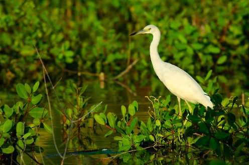 Blaureiher (Egretta caerulea)