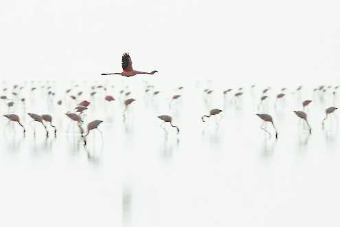 Flamingos am Lake Natron