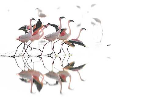 Flamingos am Lake Natron