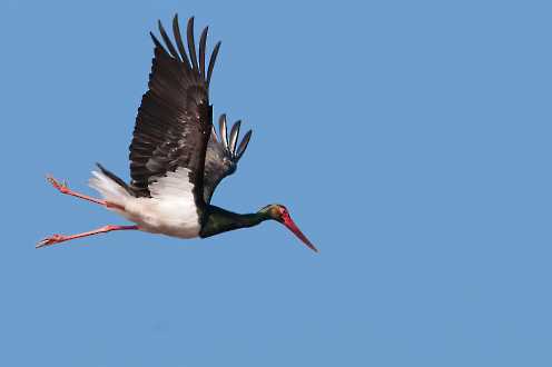 Schwarzstorch (Ciconia nigra)