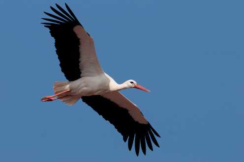 Weißstorch (Ciconia ciconia)