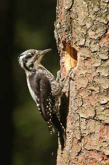 Spechte