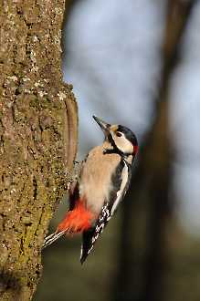 männlicher Buntspecht (Dendrocopos major)