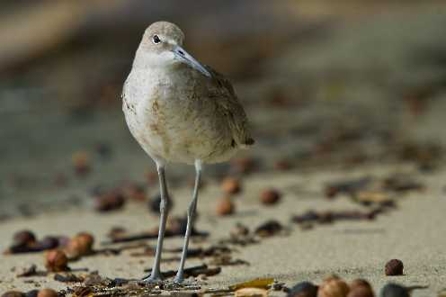 Schlammtreter (Tringa semipalmatus)