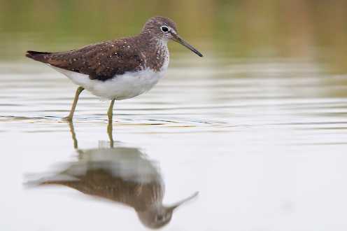 Waldwasserläufer (Tringa ochropus)